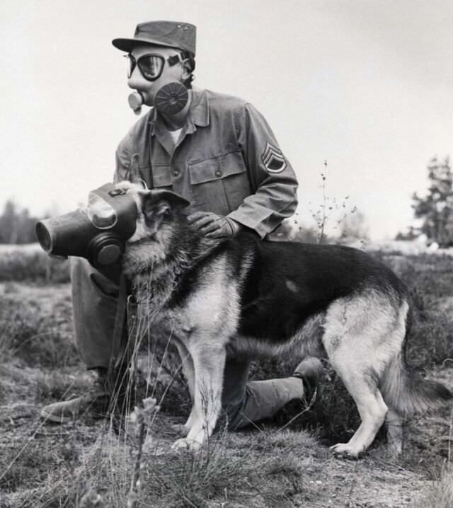 Американский солдат и собака участвуют в учениях в Германии. 1955 г.