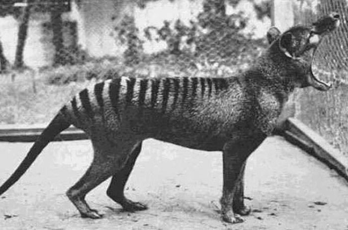 7. Последняя фотография ныне вымершего тасманского тигра, сделанная в 1933 году