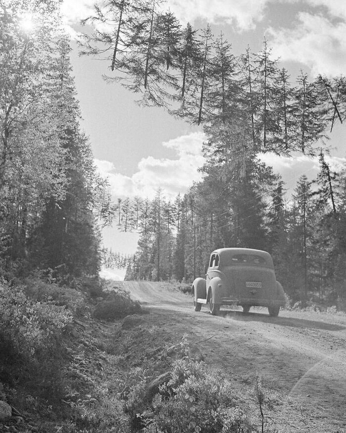 4. Замаскированная дорога в Финляндии во время Второй мировой войны. Деревья подвешивали на веревках, чтобы вражеские наблюдатели не увидели дорогу. 27 июня 1941 года