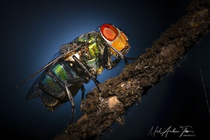 Зелёная мясная муха