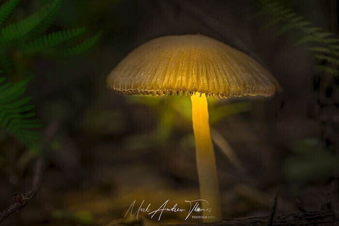 Светящийся гриб