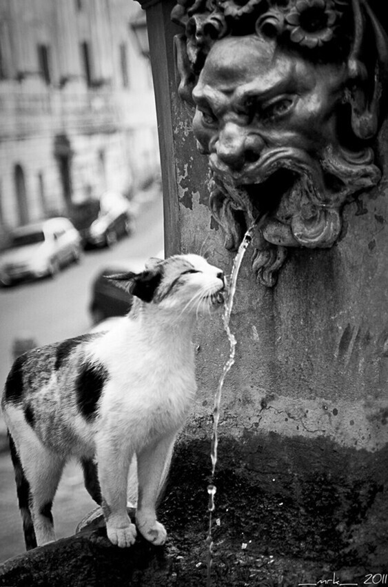  Кот у фонтана. Италия, 2011. Фотограф Mirko Perrone