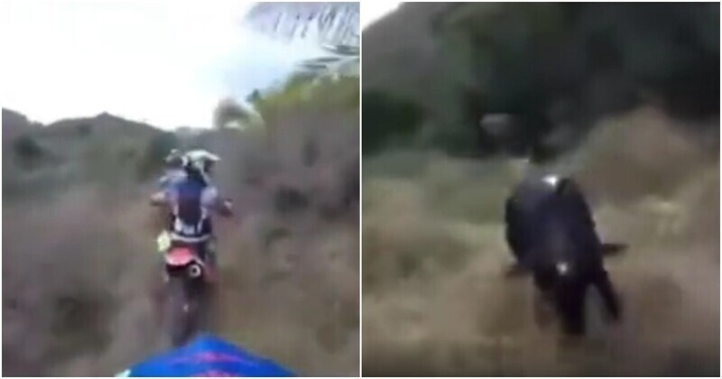 Мотоциклисты пытаются скрыться от разьяренного быка