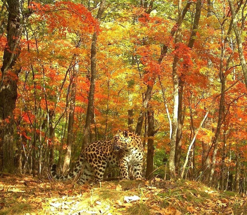Красивейший леопард на фоне осеннего пейзажа