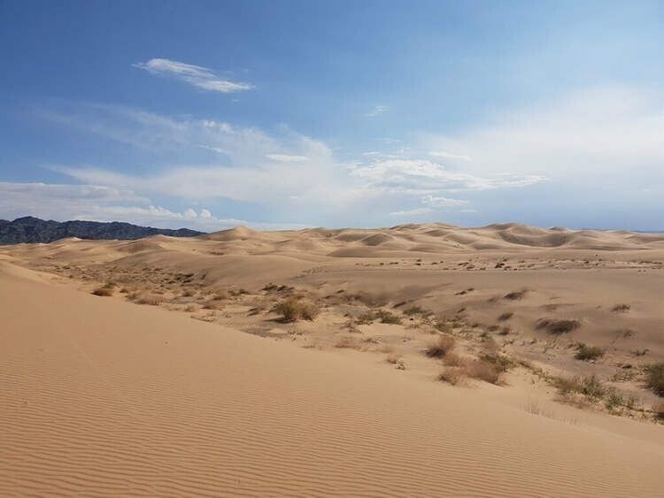 Фермер из Монголии вырастил зеленый оазис посреди пустыни Гоби