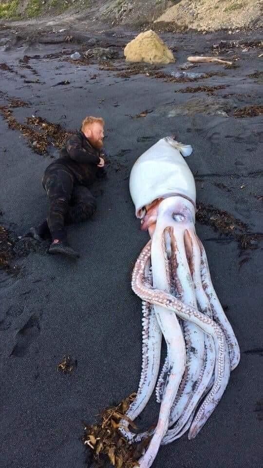 Огромный кальмар, найденный на берегу