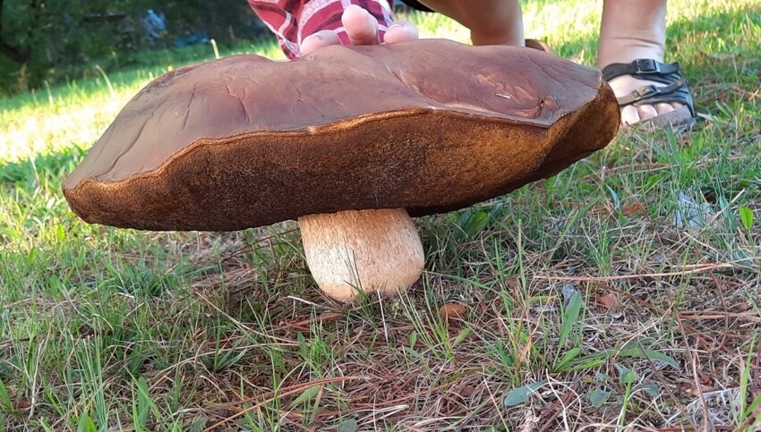 17 случаев, когда люди пошли в лес по грибы, а вернулись с настоящими грибными сокровищами
