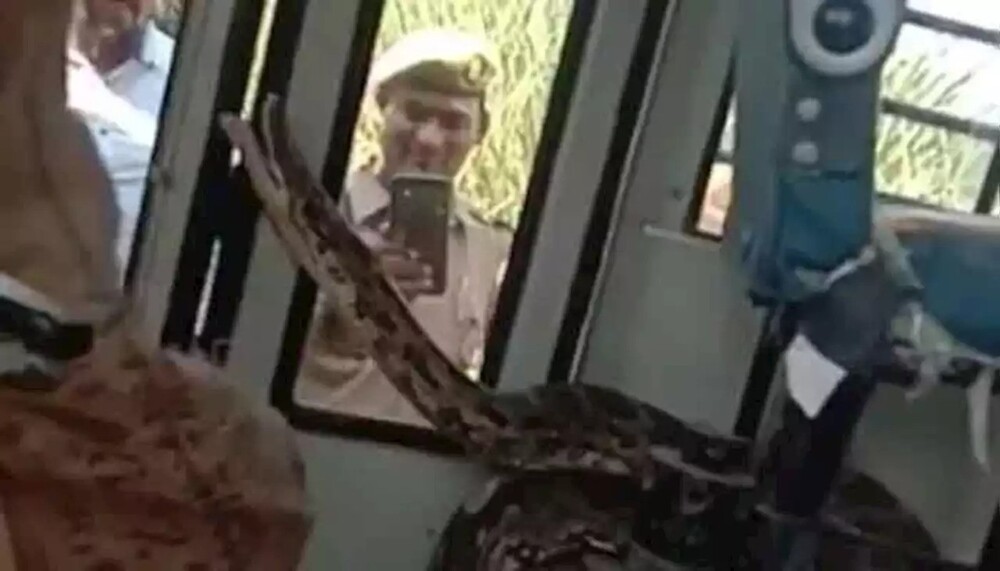 Питон проглотил животное. Исполинский питон в индии. Водяной удав анаконда. Флоридский питон. Тигровый питон большой самый.