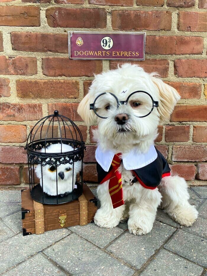 Пес в образе Гарри Поттера