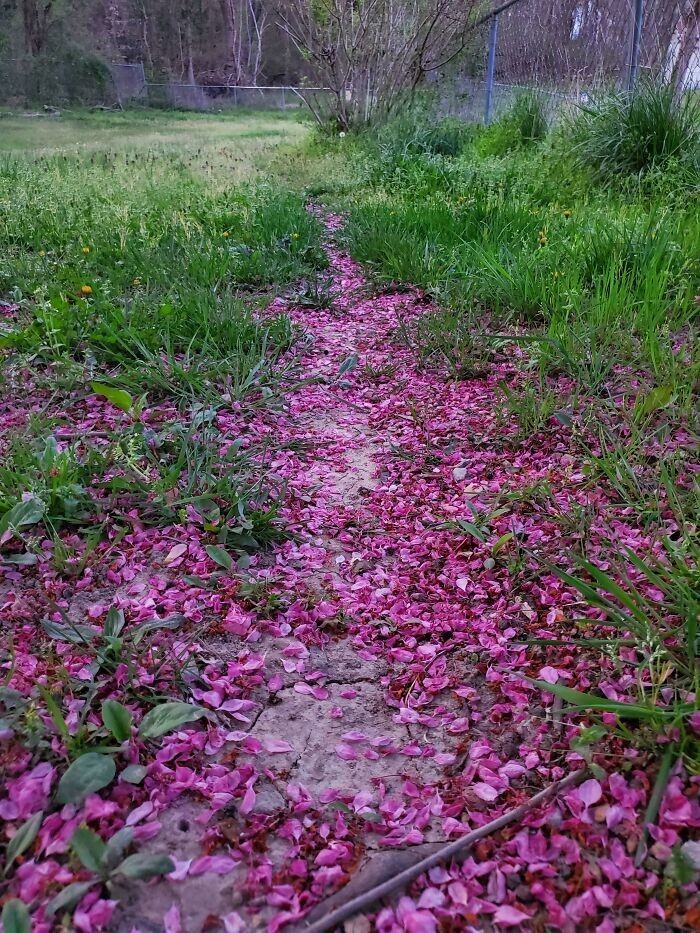 19. "Народная тропа моей собаки заполнена цветочными лепестками. Выглядит красиво!"