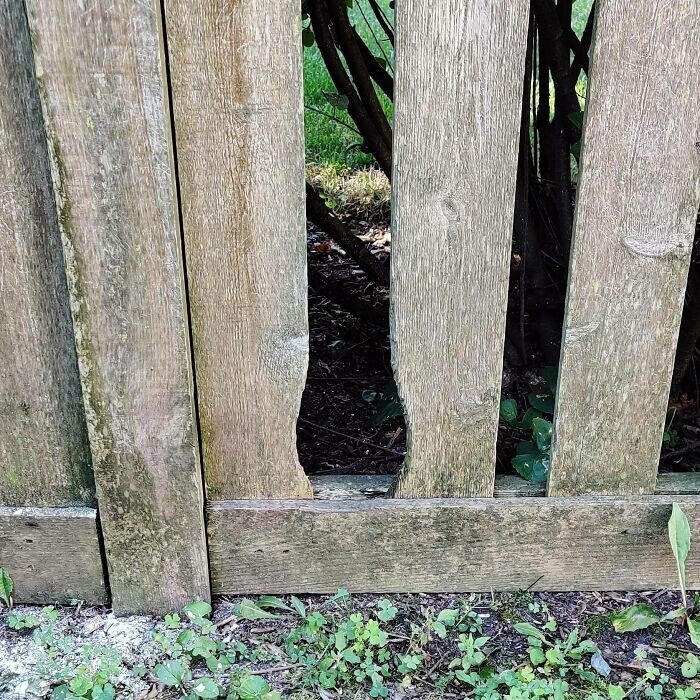 6. "Целые поколения кроликов проделали идеальную дыру в заборе моего соседа"