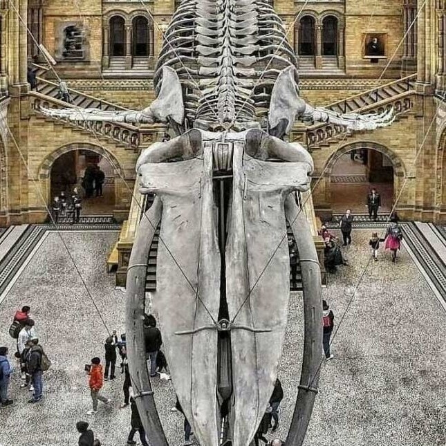 14. 25-метровый скелет голубого кита в главном зале Музея естественной истории в Лондоне