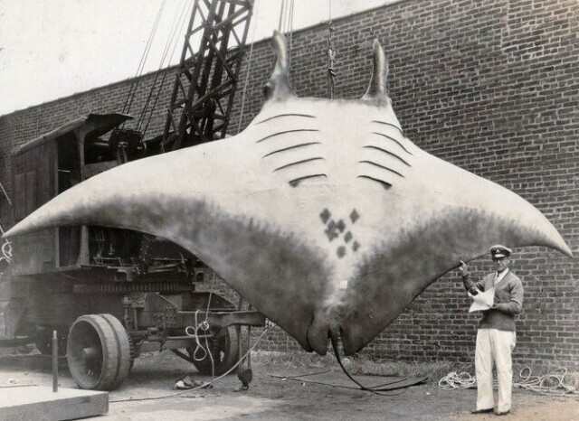 30. Гигантский морской дьявол, пойманный на побережье Нью-Джерси в 1933 году