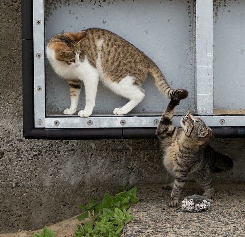 Без кота и жизнь не та