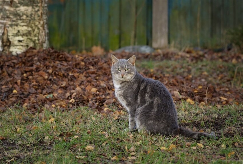 Без кота и жизнь не та