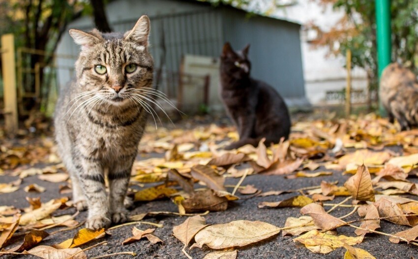 Без кота и жизнь не та