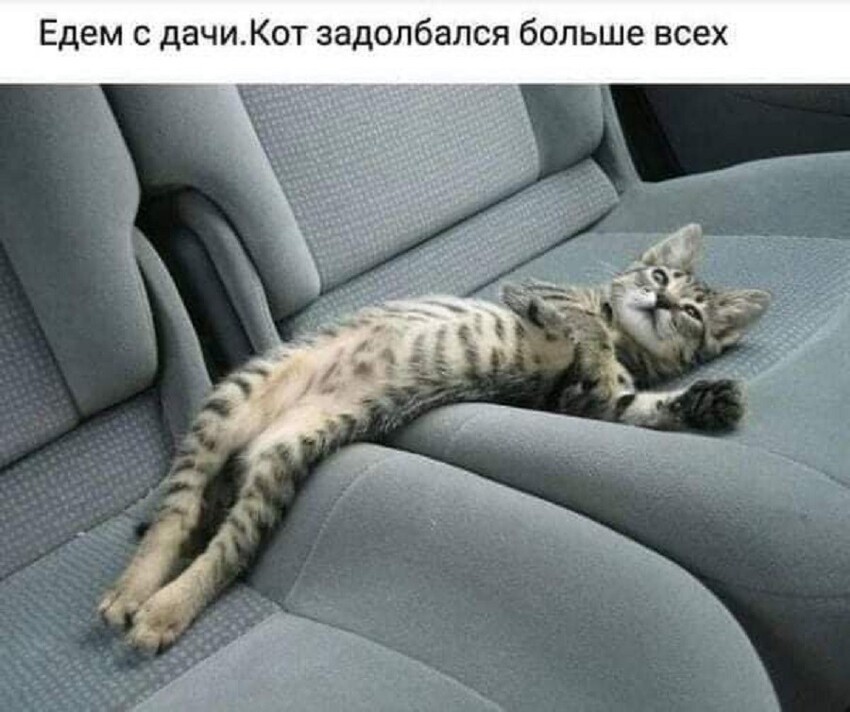 Без кота и жизнь не та