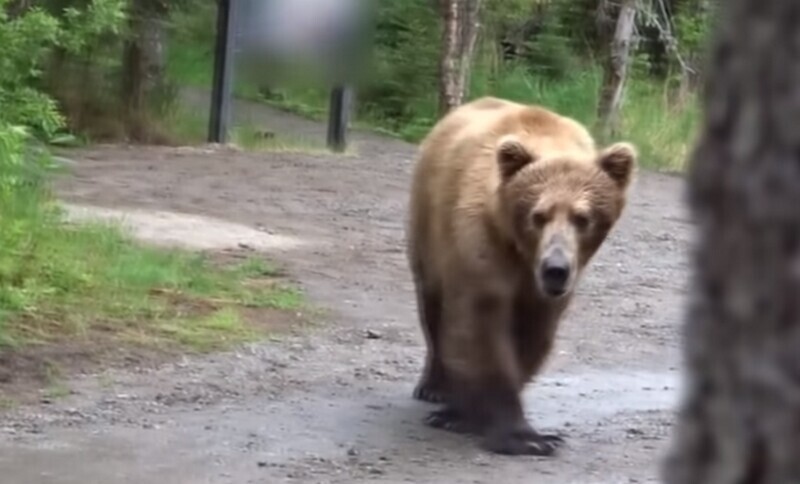 Неожиданные встречи с медведями, которые попали на камеру