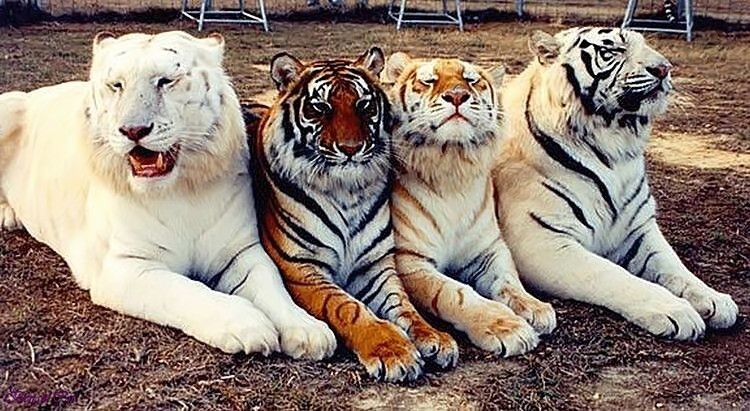 Тигры бывают разные