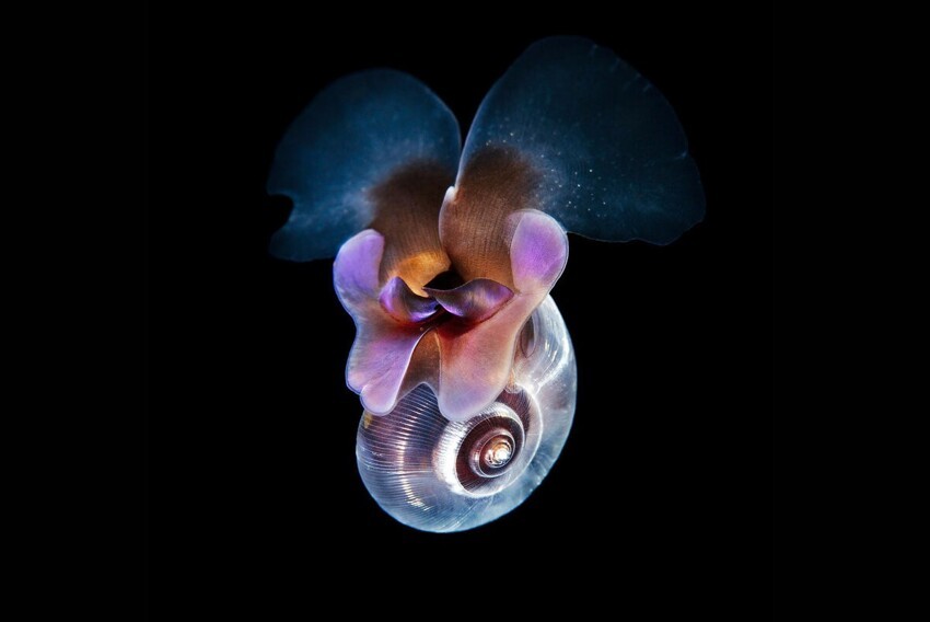 Морской ангел: Война добра со злом под водой. Этот ангельский моллюск всю жизнь ищет морских чертей, чтобы их уничтожить