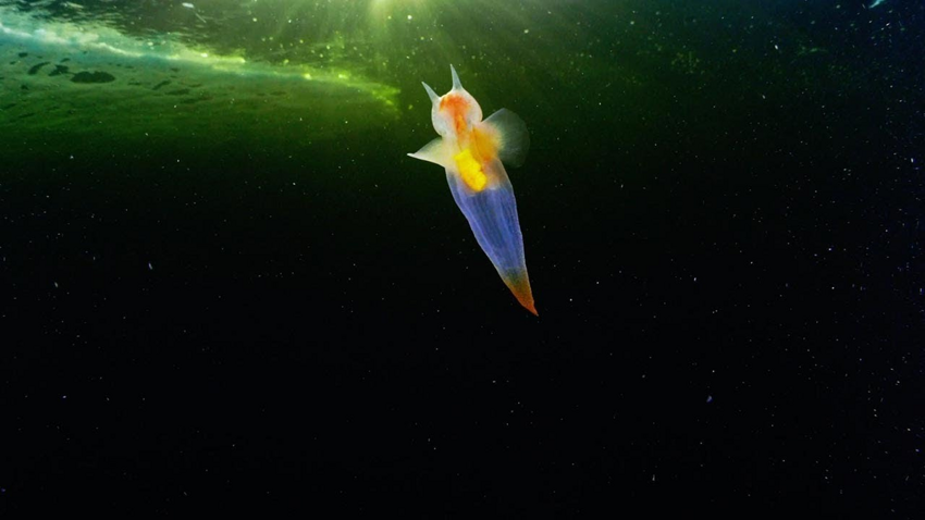 Морской ангел: Война добра со злом под водой. Этот ангельский моллюск всю жизнь ищет морских чертей, чтобы их уничтожить