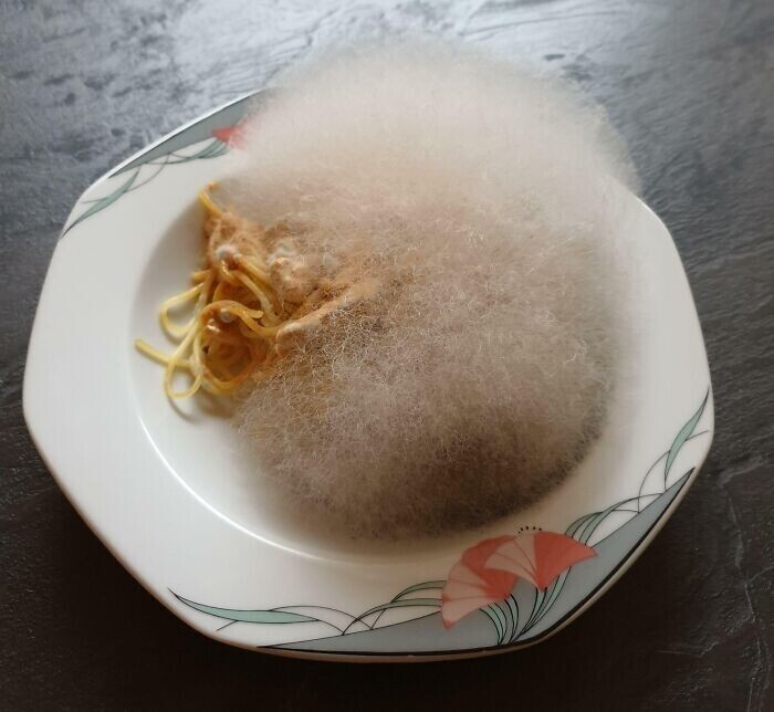 "Вот чтоб бывает, если забыть в микроволновке на неделю спагетти с грибным соусом. Пишите рецепт"