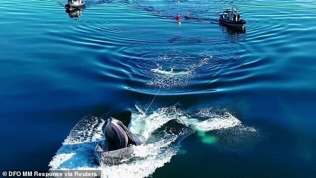 Горбатый кит, запутавшись в рыболовных снастях, проявил чудеса акробатики