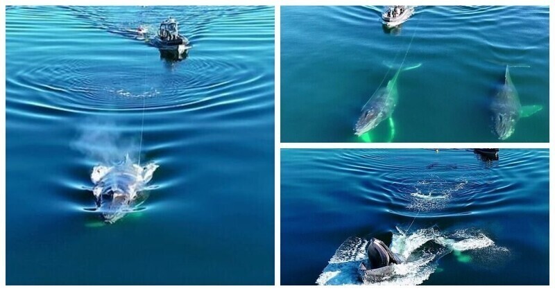 Горбатый кит, запутавшись в рыболовных снастях, проявил чудеса акробатики