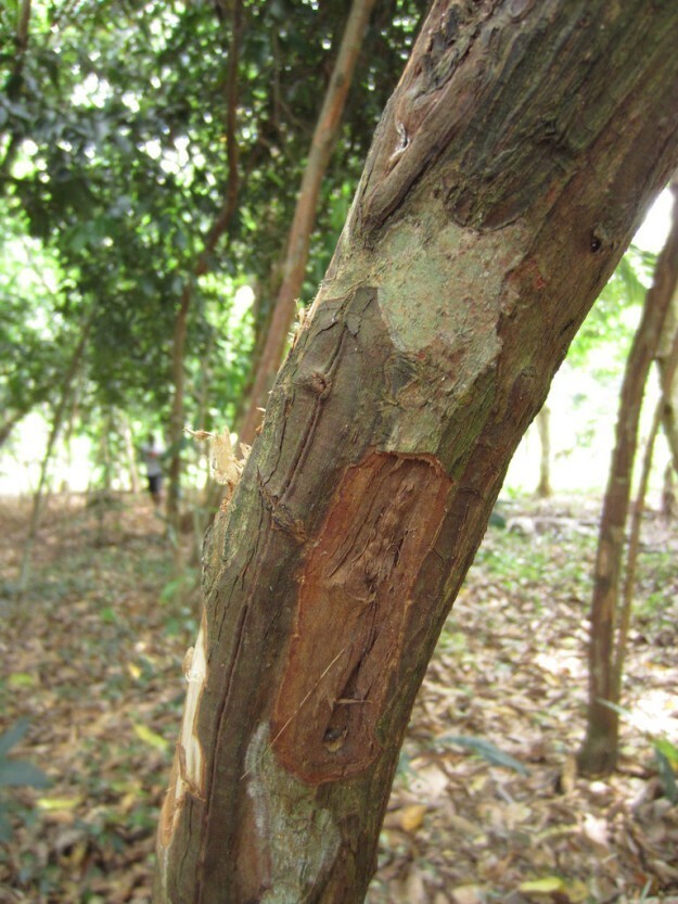 Корица - это на самом деле высушенная кора дерева Cinnamomum verum
