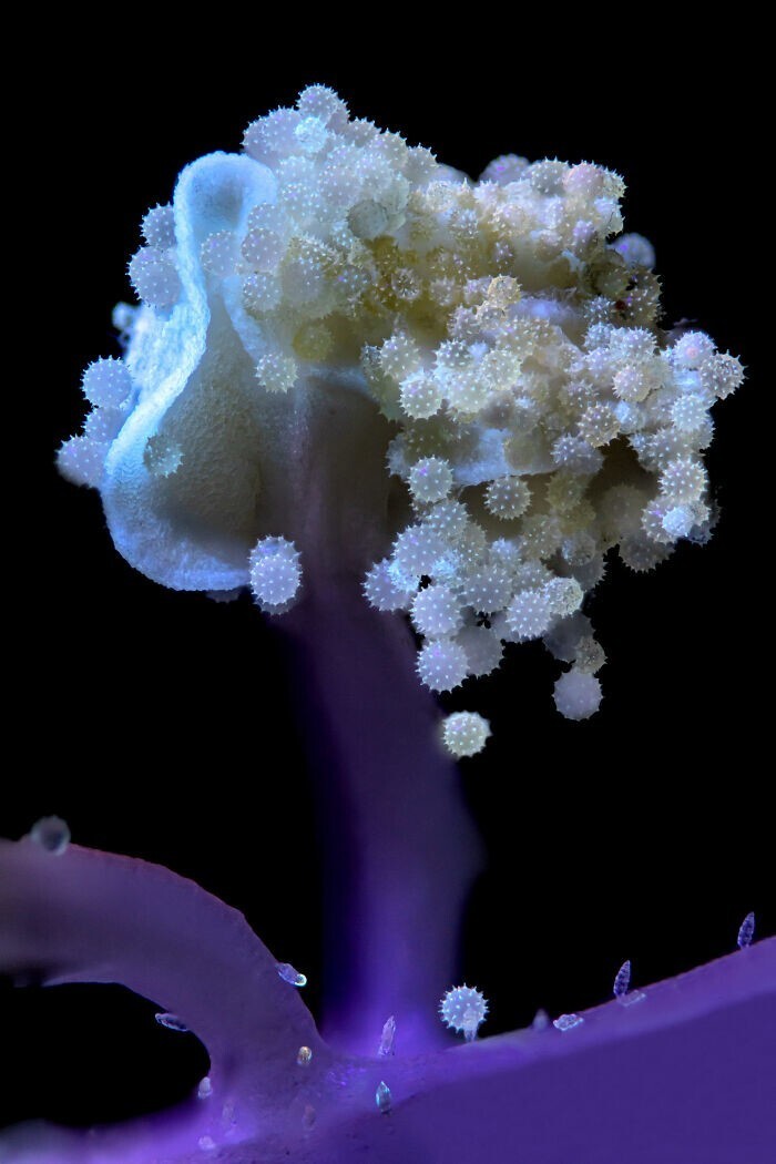 40. Цветок гибискуса с пыльцой. Франк Фокс, Германия