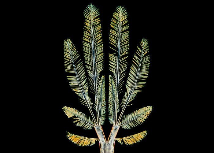 25. Хвост планктонного ракообразного (Oithona brevicornis). Ёсихиро Тамару, Япония