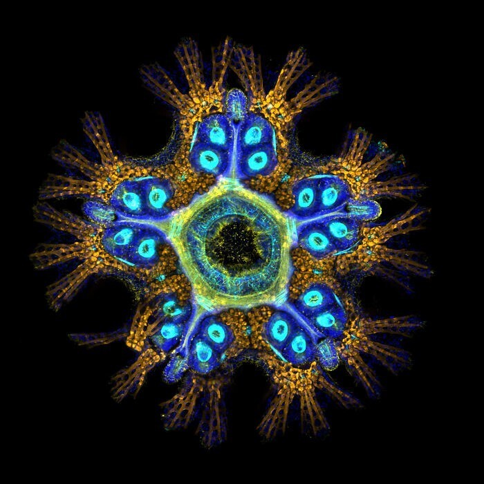 11. Двухмесячная молодь морской звезды (Patiria miniata). Доктор Лоран Формери, США