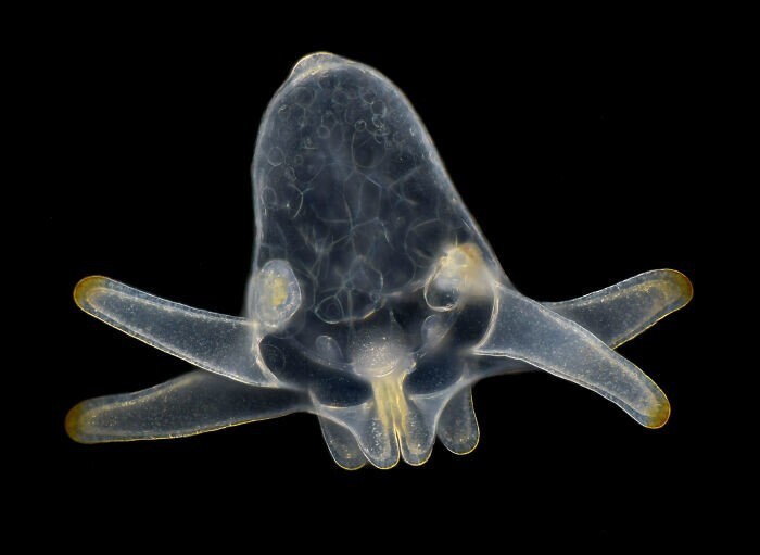 35. Личинка анемоны, найденная в морском планктоне. Вим Ван Эгмонд, Нидерланды