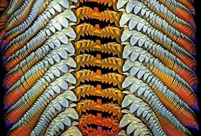 32. Радула (грубый язык) морской улитки (семейство Turbinidae). Доктор Игорь Сиванович, США