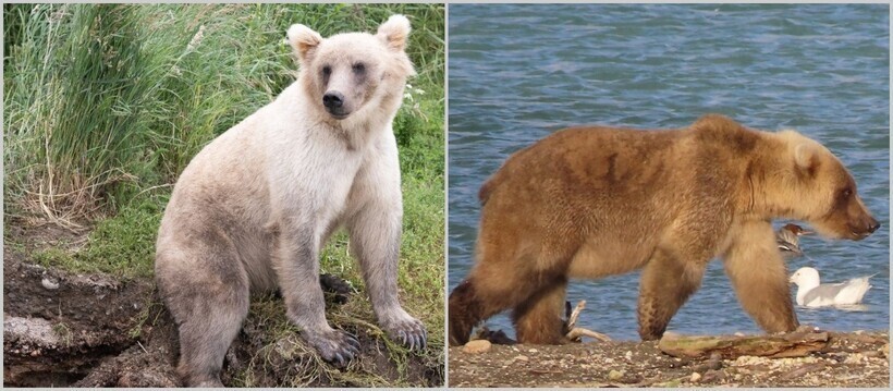 До и после: 12 забавных фото, как меняются медведи, набирая вес перед спячкой