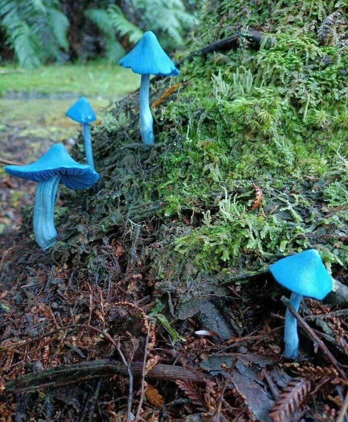 "Эти красивые грибы выросли на моем заднем дворе"