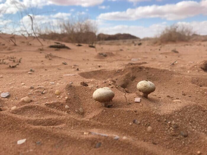 "Я нашел грибы в пустыне Вади Рам в Иордании"