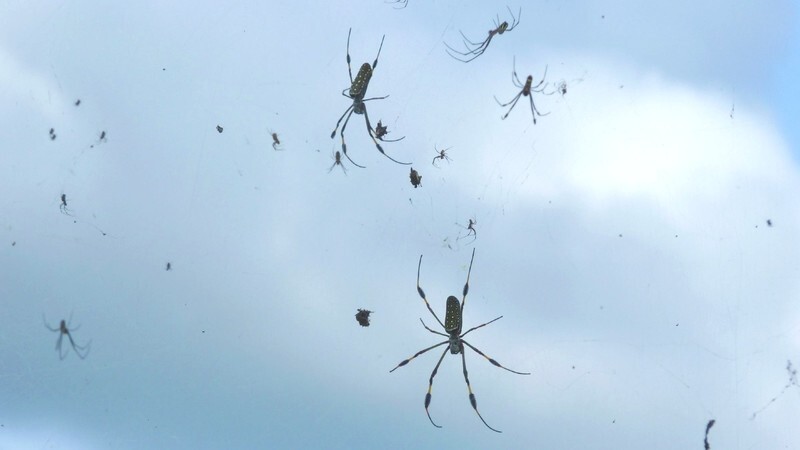 19. Дождь из пауков — абсолютно реальное, естественное природное явление