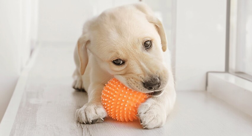 4. Собакам так нравятся пищащие игрушки, потому что звук напоминает им писк умирающей добычи.