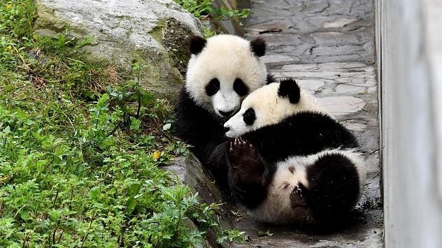 17. Часто, если у панд рождается больше одного детеныша, они выбирают, какого оставить, и бросают другого, потому что не могут позаботиться сразу о нескольких.