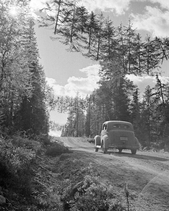 Замаскированная дорога в Финляндии во время Второй мировой войны. Деревья подвешены веревкой, чтобы союзные сторожевые башни не видели дороги. 27 июня 1941 год