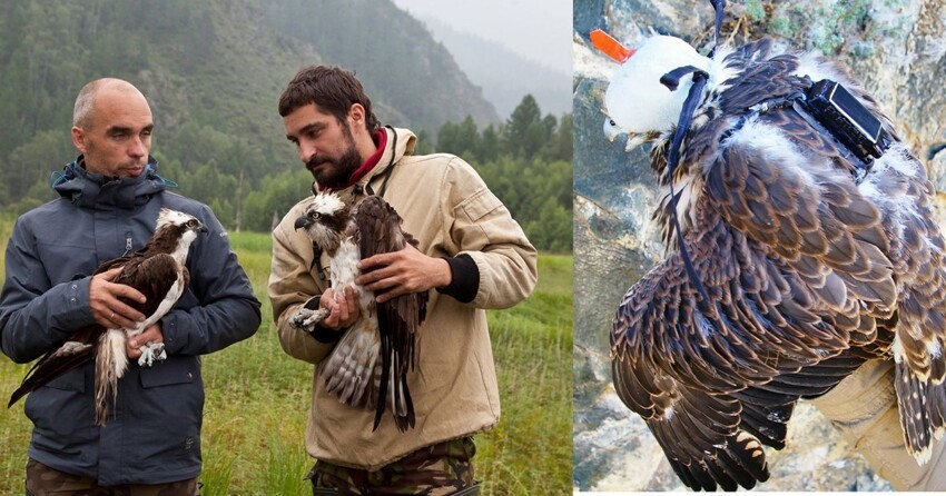 Краундфандин здорового человека: российские орнитологи собирают деньги на трекеры для птиц