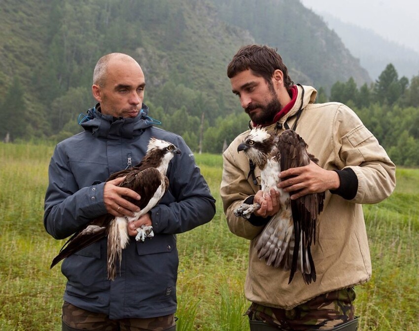 Краундфандин здорового человека: российские орнитологи собирают деньги на трекеры для птиц