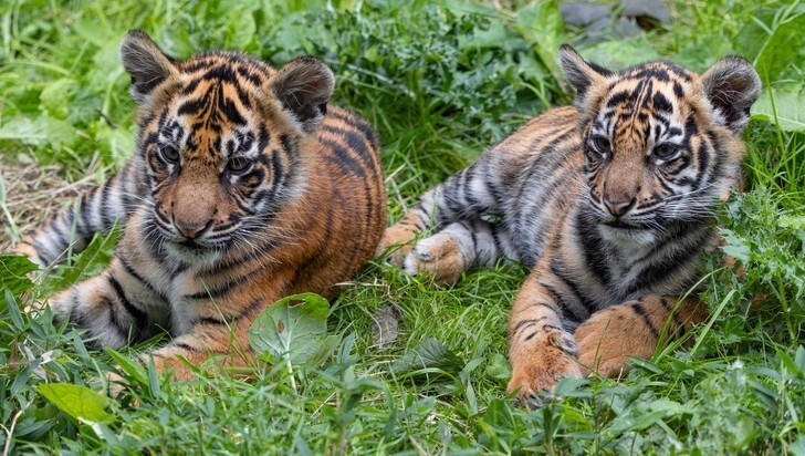 В Лондонском зоопарке дали имена суматранским тигрятам