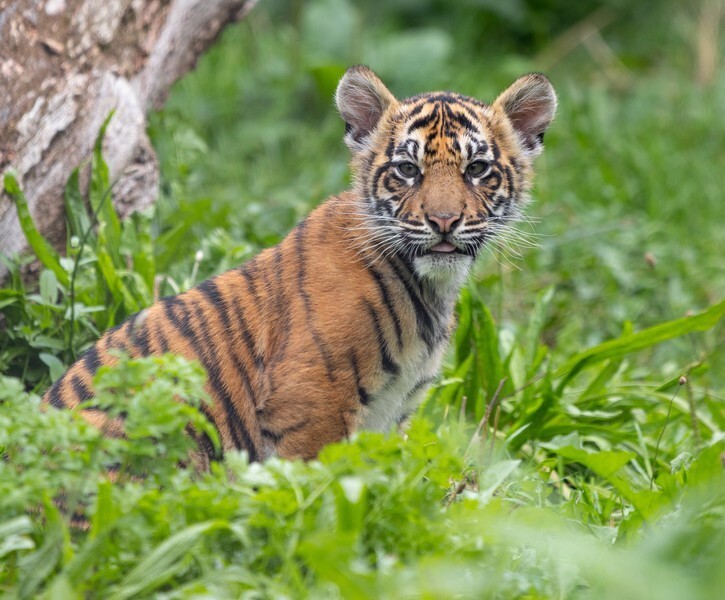В Лондонском зоопарке дали имена суматранским тигрятам