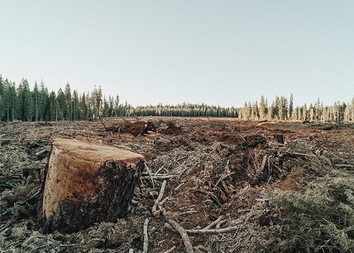 В Европе - проблема вырубки лесов. Последние охраняемые древние леса вырубают мебельные компании из Финляндии и Австрии. Активисты стараются остановить это, но власти и полиция им активно "закрывают рты"