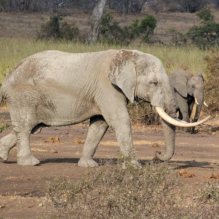 44 слона пришли мстить людям за убийство слоненка