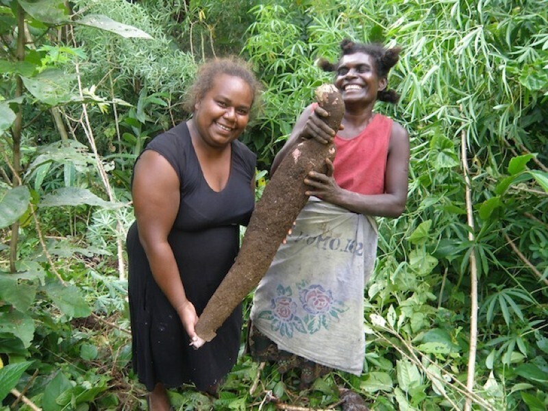 Маниок или кассава - пищевое тропическое растение