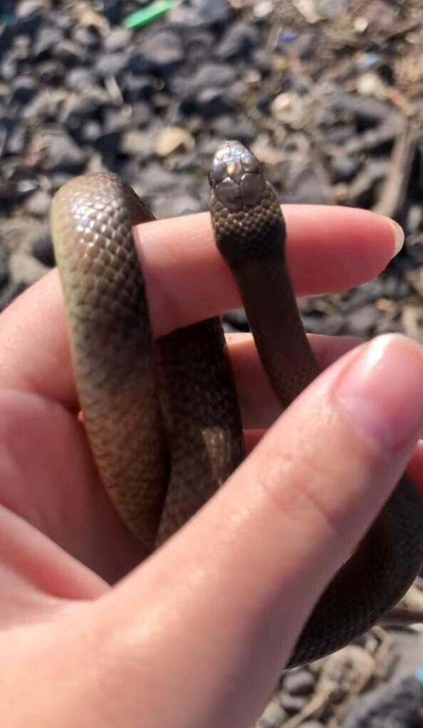 Ребёнок по незнанию взял в руки одну из самых смертоносных змей на Земле