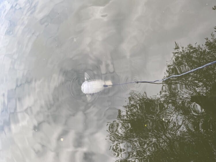 Студентка создала рыбу-робота, которая может спасти водоёмы